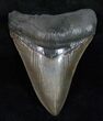 Great Fossil Megalodon Tooth - Serrated #12000-1